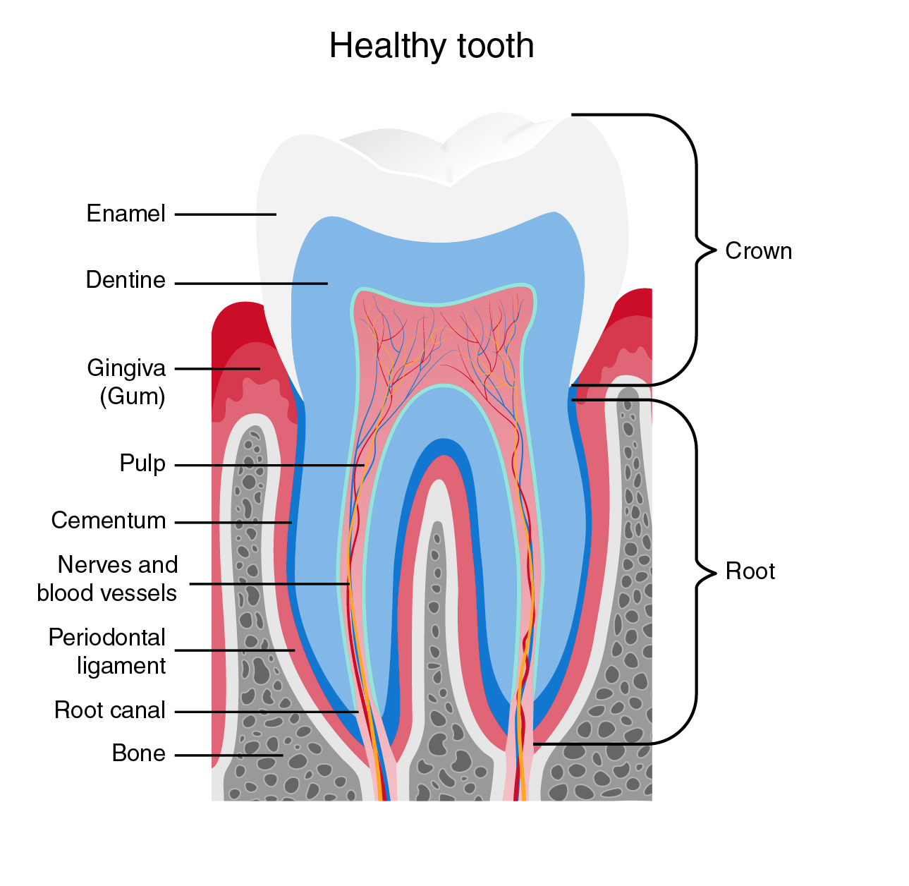 Root Canal Treatment - Sydney Holistic Dental Centre