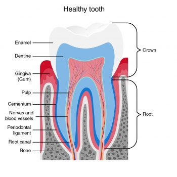 Holistic root canal